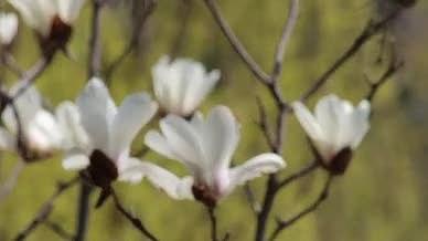 春天春风中盛开怒放的白色的玉兰花视频的预览图
